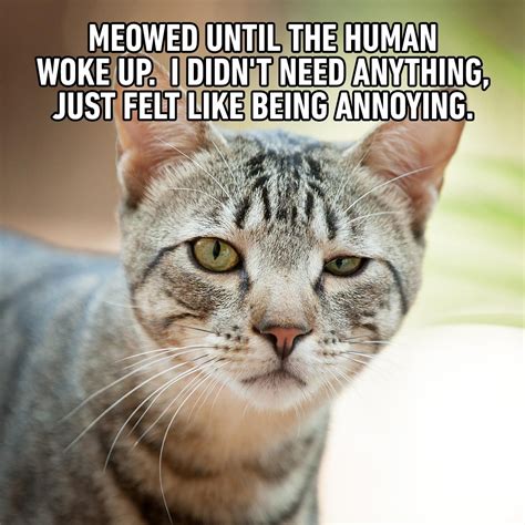 Share the best GIFs now >>>. . Stupid cat meme